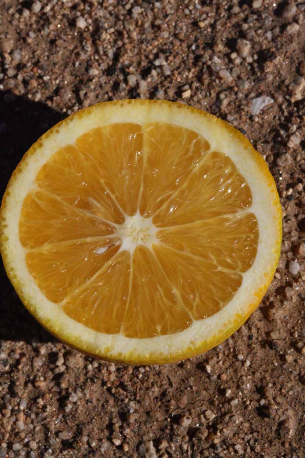            Fruit cross-section (Riverside, CA)   